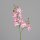 Mini-Orchidee Phalaenopsis, pink, 36/288