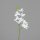 Mini-Orchidee Phalaenopsis,cream, 36/288