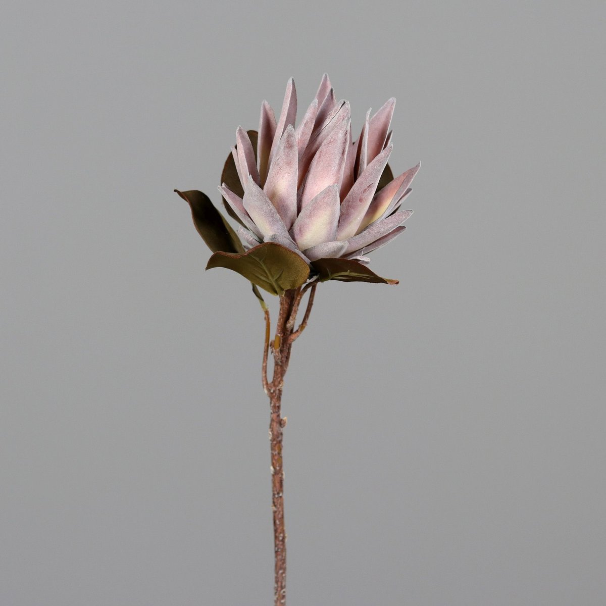 Protea, 55 cm, light-pink, 12/96
