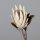 Protea, 70 cm, cream, 12/72