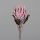 Protea, 70 cm, burgundy, 12/72