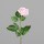 Rose, 68 cm, rosee, 24/144