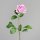 Rose, 68 cm, light-rosee, 24/144