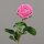 Rose, 74 cm, pink, 24/96