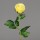 Rose,  74 cm, yellow, 24/96