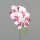 Orchidee-Phalaenopsis, pink, 24/144