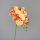 Orchidee-Phalaenopsis, 76 cm, 24/144