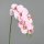 Orchidee-Phalaenopsis, rosee, 24/96