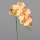 Orchidee-Phalaenopsis, 96 cm, 24/96