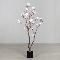 Magnolien Baum, 150 cm, cream, 1/6