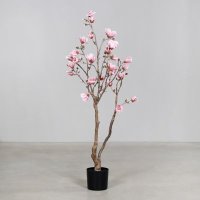 Magnolien Baum, 150 cm, rosee, 1/6