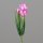 Crocus Pick, 30 cm, pink, 48/288
