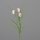 Frittilaria Zweig, 50 cm, honey, 48/288