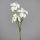 Iris Zweig mit 3 Blüten, cream, 12/72