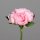 Päonien-Bouquet mit 6 Blüten,pink, 12/72