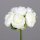 Päonien-Bouquet mit 6 Blüten,cream,12/72