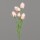 Protea mit 8 Blüten,light-salmon, 24/192