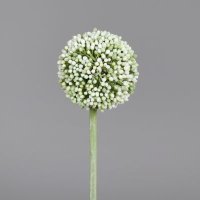 Allium, 66 cm, cream, 16/128