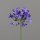 Amaranthus, 75 cm, lavender-blue, 18/108