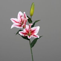 Lilie, 66 cm, pink-cream, 18/144