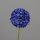 Allium, 87 cm, blue, 8/48