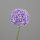 Allium, 87 cm, lavender, 8/48