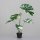 Split-Philo-Pflanze, white-green, 4/8