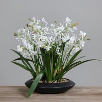 Orchidee Onclydie, 40 cm, cream, 2/8