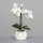 Orchidee Phalaenopsis  50 cm, cream,4/16