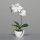 Orchidee Phalaenopsis, 34 cm, cream, 12/