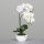 Orchidee Phalaenopsis  56 cm, cream,4/16
