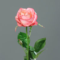 Rose x 1, 66 cm, pink, 24/144