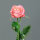 Rose x 1, 66 cm, pink, 24/144