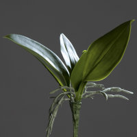 Orchideenblattpflanze, 21 cm, 48/288