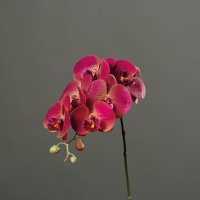 Orchidee, 78 cm, pink-cream, 12/96