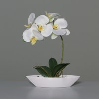 Orchidee in Kunststoffschale, 12/48